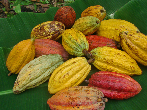 Pods OKO Caribe fine flavor cacao