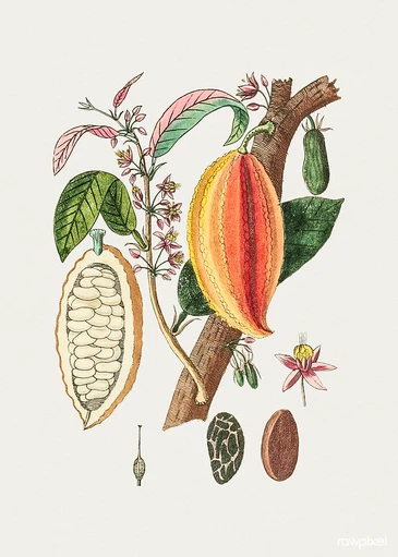 Cacao fruit Pollination of cacao